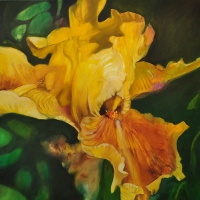 2014–08–Sub-Rosa-Iris-Germanica-Gold